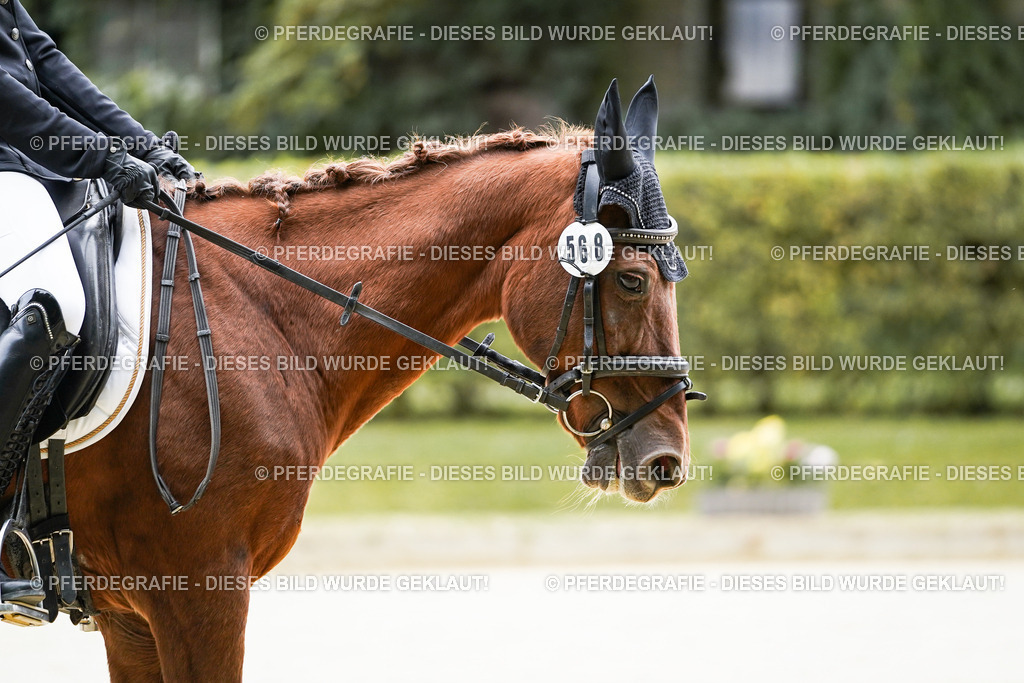 DSC04229 | Pferdegrafie