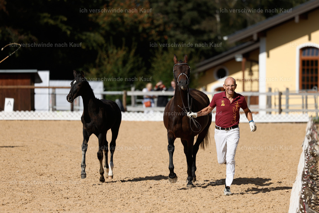 _AM19117 | working equitationturnier fotograf videograf stoibphotography marixx film working equitation deutschland reitsport turnierfotografie eventfotografie equestrian events