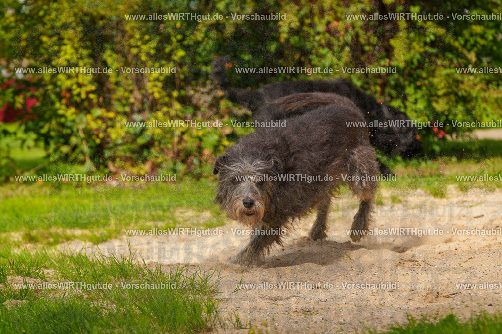Hundeschwimmen_Grefrath_2026-allesWIRTHgut_Tierfotografie-11_52-FAY08443 | Professionelle Tierfotografie in Mönchengladbach von Daniel Wirth (allesWIRTHgut). Liebevolle & natürliche Bilder von Hunden & Katzen für unvergessliche Erinnerungen.