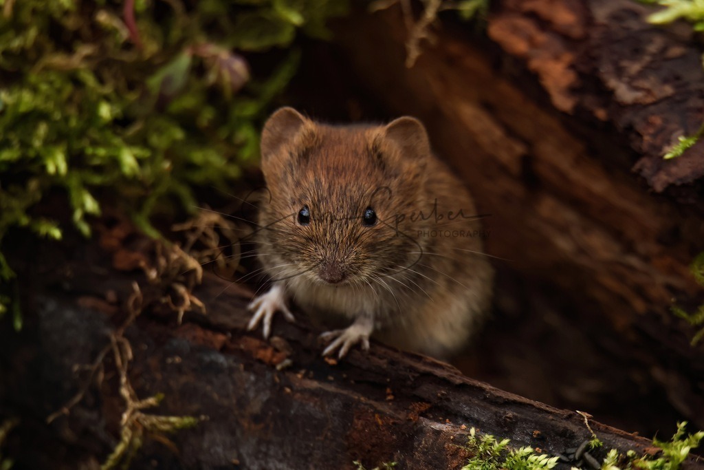 Rötelmaus | Simone Sperber, svb-photography,Fotografin,Bilddesignerin,Naturfotografie,Macrofotografie,Tierfotografie,Wildtierfotografie,Ausstellungen,Auftragsfotografie,Kunst,Art,Photographer,Shootings,Bildberatbeitung,Galerie,Shop