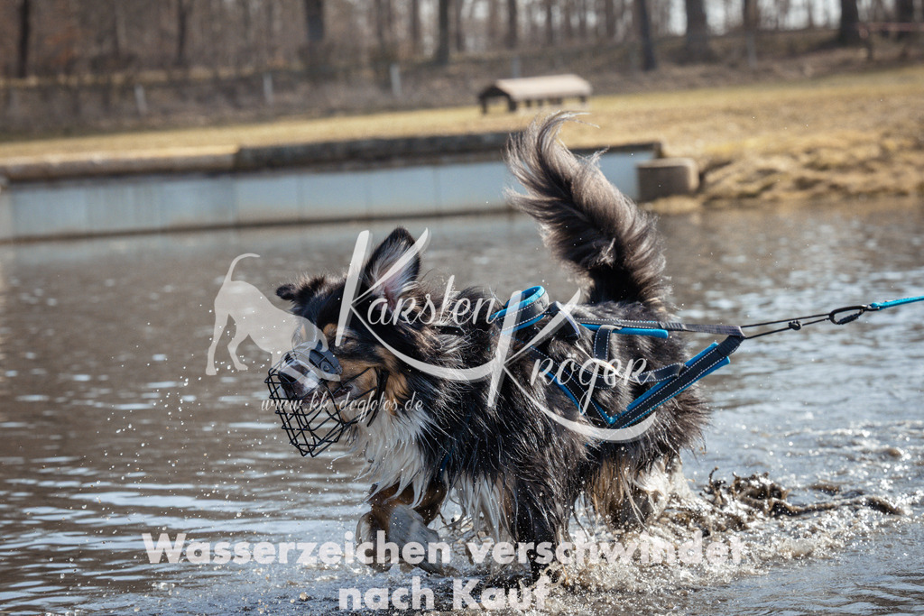 1133_ZZ95578 | kk-dogfotos