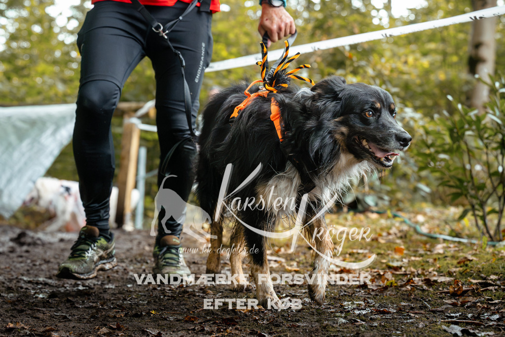 1428DZ6_2456Z6 | kk-dogfotos