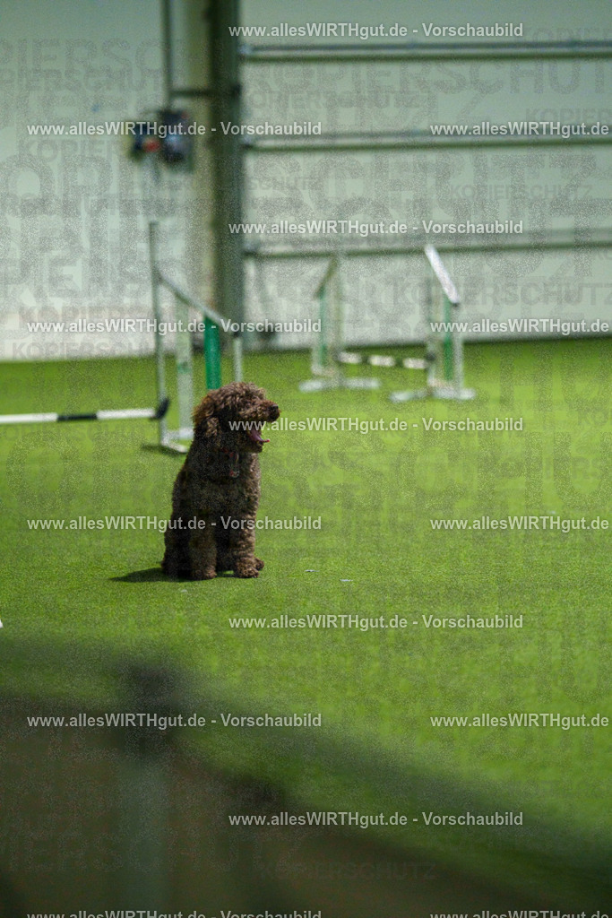 7R508388 | Professionelle Tierfotografie in Mönchengladbach von Daniel Wirth (allesWIRTHgut). Liebevolle & natürliche Bilder von Hunden & Katzen für unvergessliche Erinnerungen.