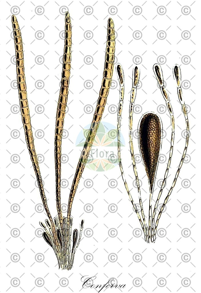 HistAbb_3T47_2_ENZY_Simple | Historische Abbildung von Conferva - Cladophoraceae (0) | Historical Illustration of Conferva - Cladophoraceae (0)