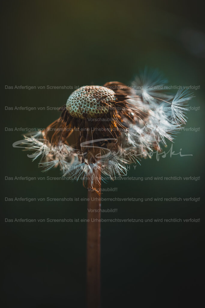 Pusteblume | People- und Tierfotografie, Imageaufnahmen, Veranstaltungsfotografie und Wandbilder aus der Natur ★ Made in Germany ✔️ Druck + Downloads ✔️ Naturfotografie in Top Qualität ★ schneller Versand, weltweite Lieferung! - Realisiert mit Pictrs.com