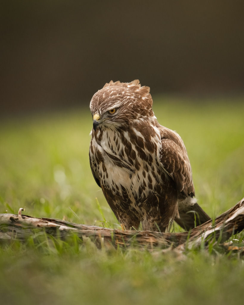 DSC_3698-2-2 | Ich bin Fotograf aus Neuburg an der Donau und spezialisiere mich auf Wildlife-Fotografie, Landschaftsaufnahmen und Portraits.Ob Hochzeit, Familienbilder oder Naturaufnahmen – ich fange echte Momente ein, die bleiben. 