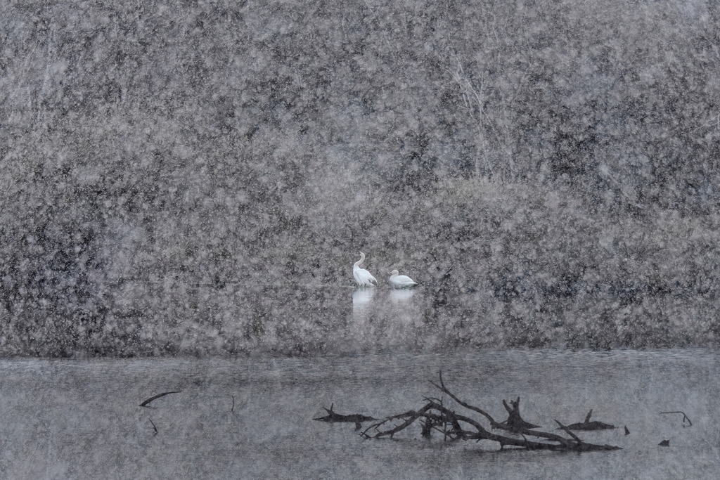 Schwanenschnee | Zwei Schwäne am Seeufer bei starkem Schneefall - Realisiert mit Pictrs.com
