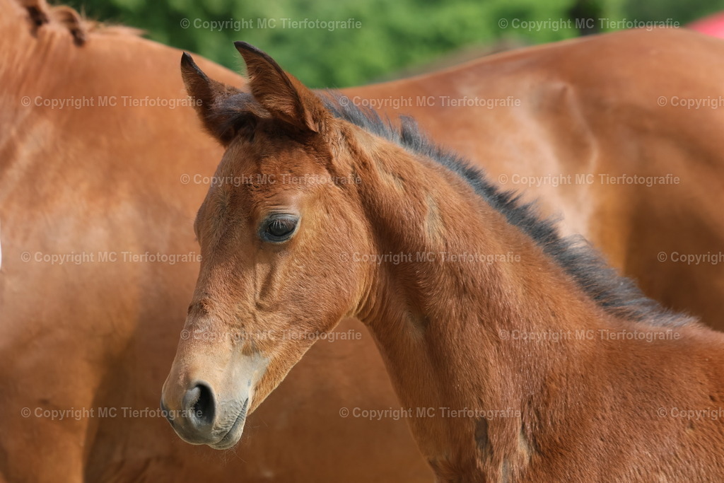 TrakFohlenschHennef17052025MC3H5A7652B | Pferdefotos online bestellen - Realisiert mit Pictrs.com