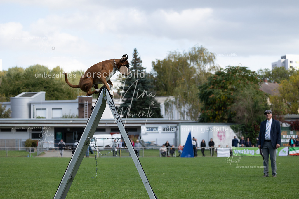 _16A5658 | Einzigartige Fotos von Hunden & Menschen –Actionfotos, Portraits, Vereinsaufnahmen & Paarshootings – authentisch, lebendig & mit Herz.