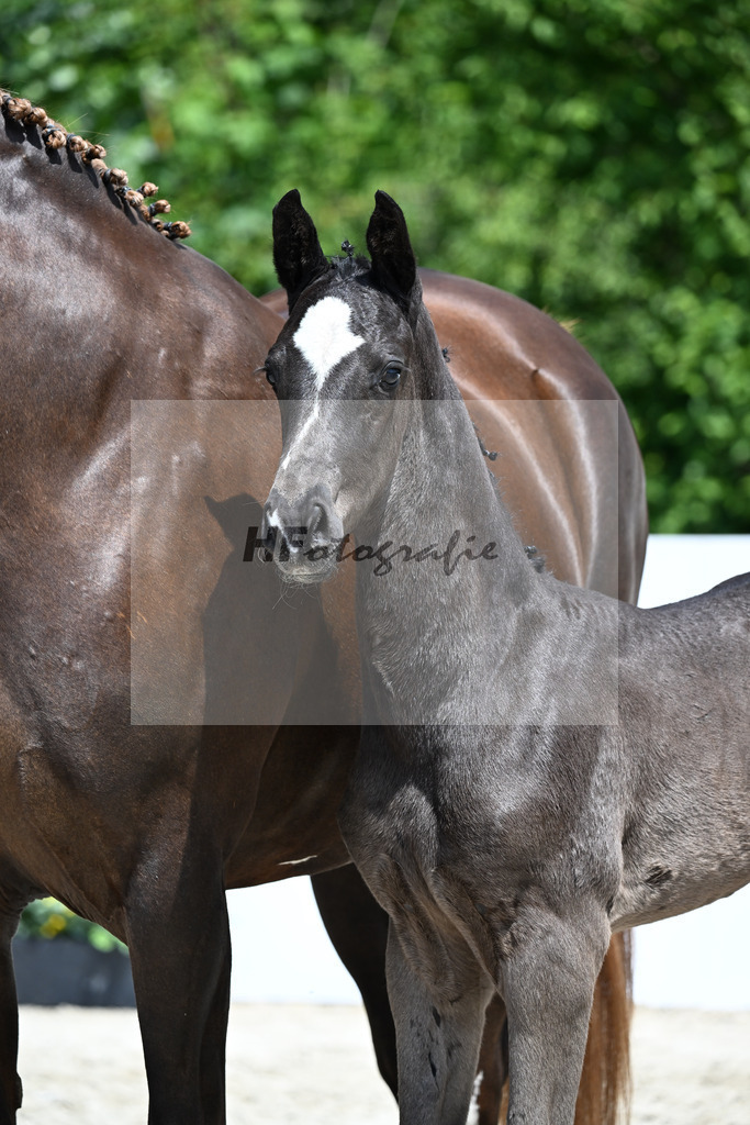 Sarai L x Floriscount_HF_Wilhelm_13250930 | hf-fotografie - Realizzato con Pictrs.com