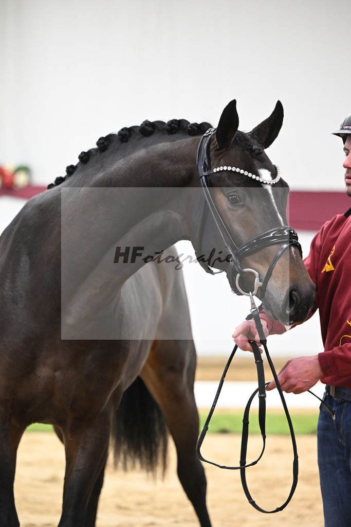 Kat-Nr. 53 Escanto PS x Dancier_Patrick Pongratz_47251979 | hf-fotografie - Realisiert mit Pictrs.com