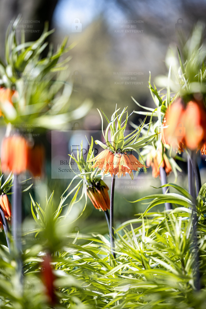 Kaiserkrone im Sonnenlicht – leuchtende Frühlingsfarben | Kräftige Farben und sanftes Licht vereinen sich in diesem Frühlingsmotiv: Die orangeblühende Kaiserkrone (Fritillaria imperialis) steht im Mittelpunkt und fängt die Wärme der Sonne perfekt ein.Ein Bild voller Leben, das Frische und Optimismus ausstrahlt – ideal für Räume, die natürliche Energie und Farbe vertragen können. - Realisiert mit Pictrs.com