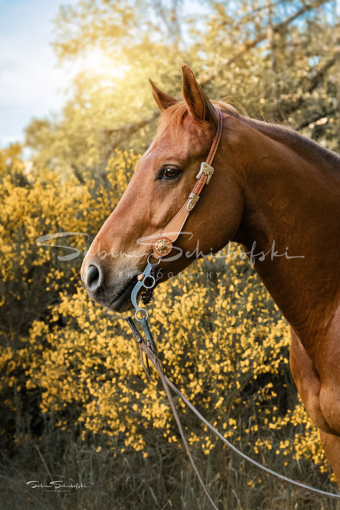 "Paul" Quarter Horse | Das schöne Quarter Horse Paul vor gelbem Ginster - Realisiert mit Pictrs.com