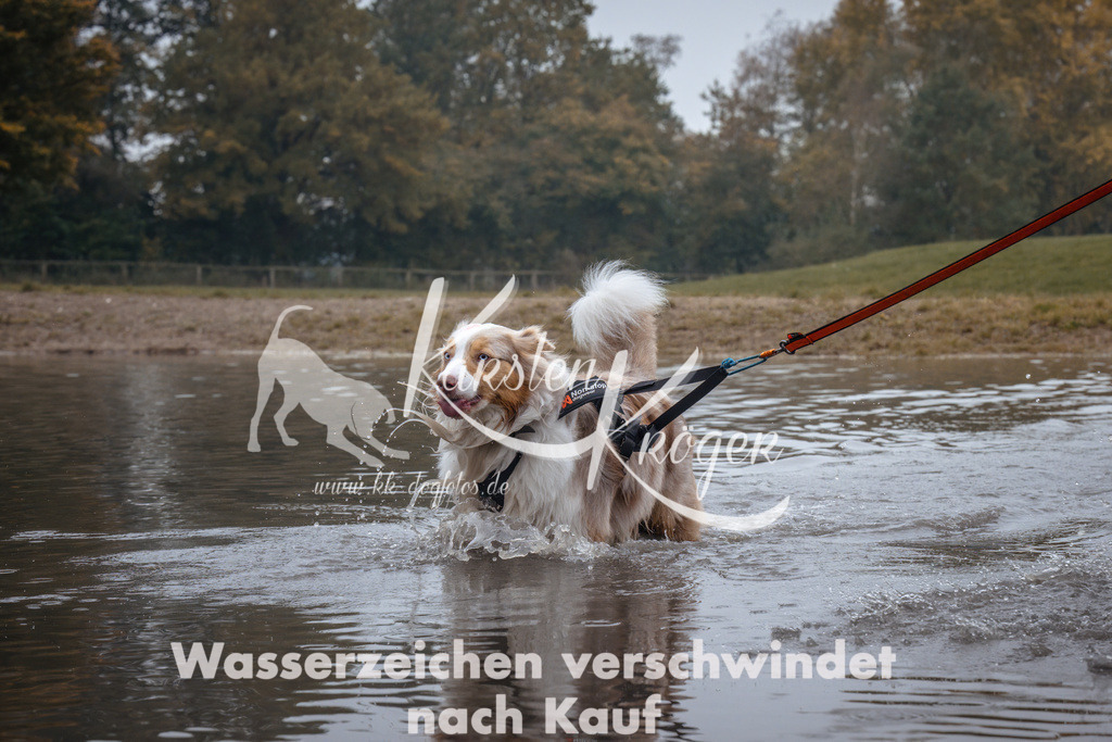 1008_ZZ98232 | kk-dogfotos