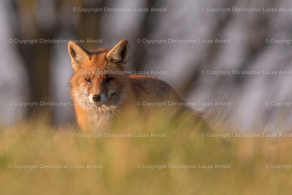 Rotfuchs in der Morgensonne | bildkomponist - Realisiert mit Pictrs.com