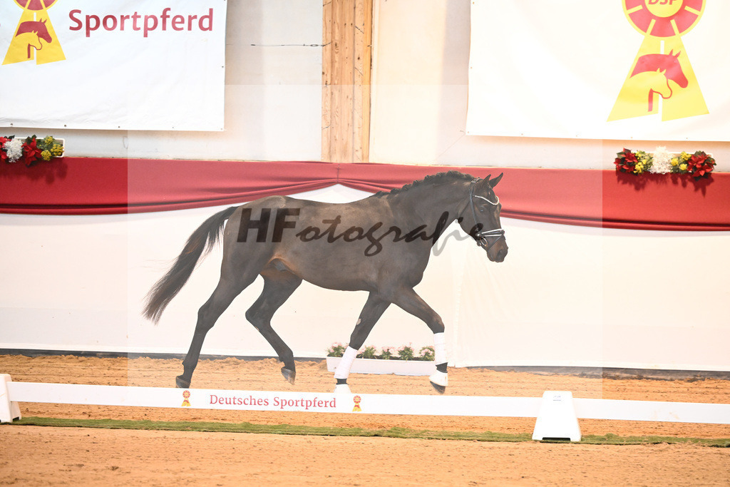 Kat-Nr. 37 Jovian x Lord Sinclair I_Meyer_43231948 | hf-fotografie - Realisiert mit Pictrs.com