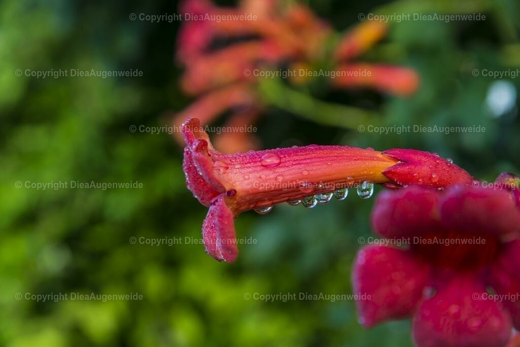 _DSC8144 | DieAugenweide Galerie, Bilder von Fotograf Ralf-Udo Thiele. Auswählen und bestellen auf verschiedenen Materialien und Größen. - Realisiert mit Pictrs.com