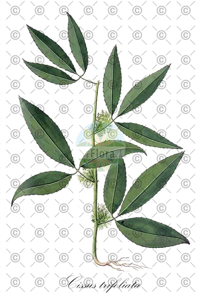 HistAbb_EMP_74973_1_SIMPLE | Historische Abbildung von Cissus trifoliata - Vitaceae | Historical Illustration of Cissus trifoliata - Vitaceae (hierba del buey;ivy;ivy treebine;marine vine ivy)