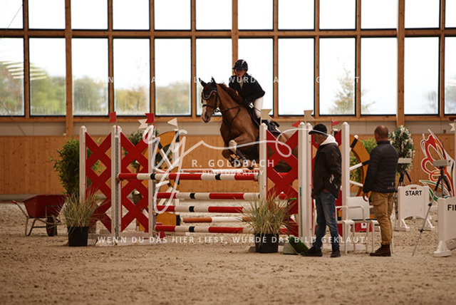 1J2A4426Lilli Plath_ Butler of Picobello Z_ Kn039_ Hohen Wieschendorf_ Glantz | Foto- und Videografie für alles rund ums Pferd. Hochwertige Bilder und Videos vom Spring- und Dressurreiten, Voltigieren & mehr. Jetzt aktuelle Veranstaltungen und Preise im Shop ansehen. - Realisiert mit Pictrs.com