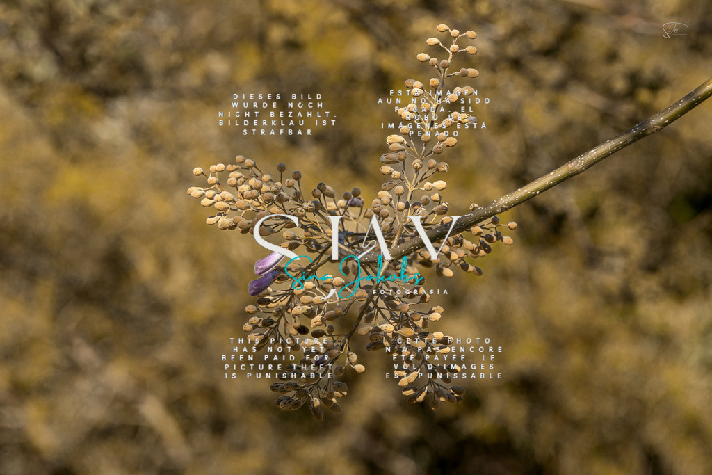 IMG_1536 | s-jay-photography - Realisiert mit Pictrs.com