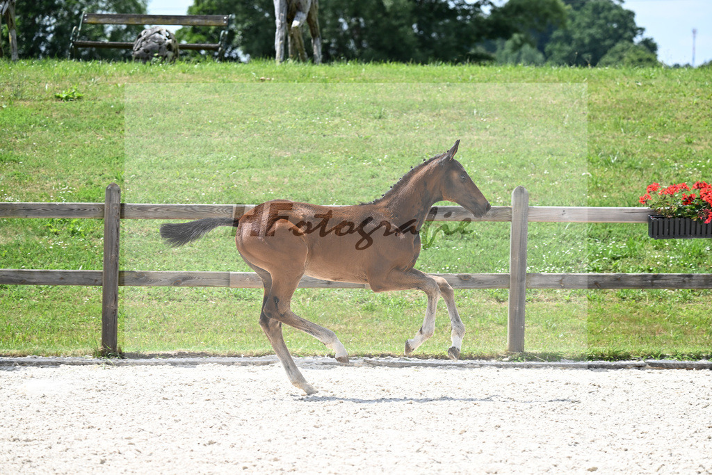 Kat-Nr. 33 Escaneno x De Niro_HF_Vierl_15250887 | hf-fotografie - Realizzato con Pictrs.com