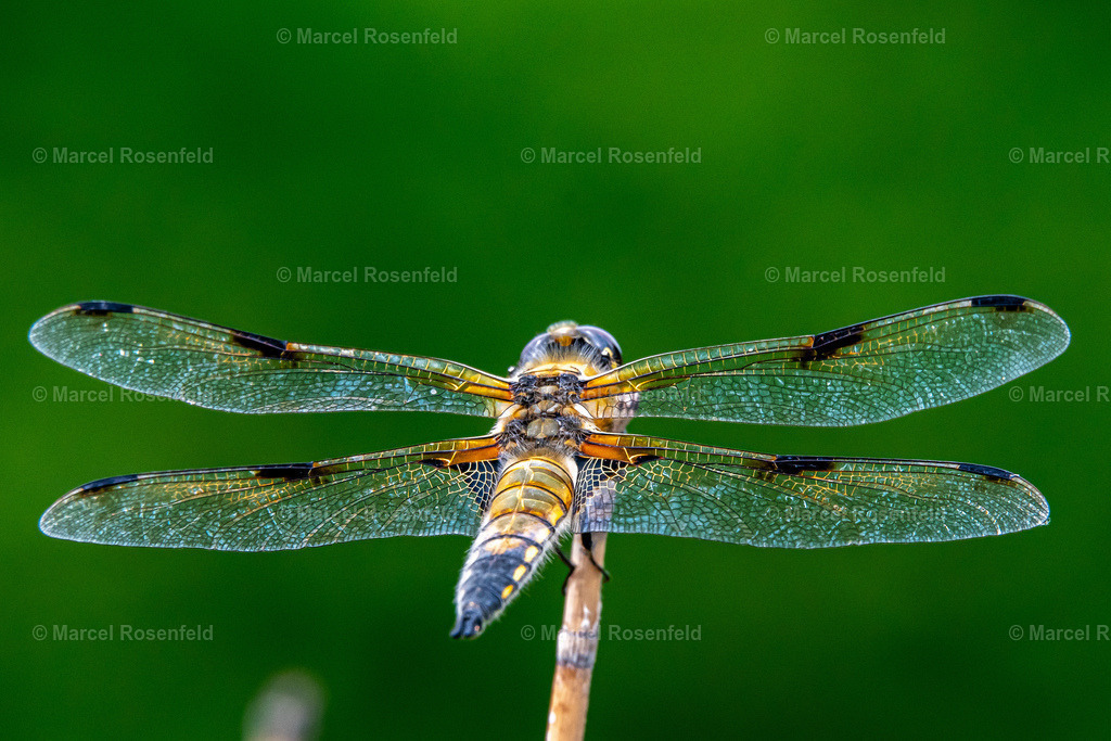 _DSC1377 (1) | foto-rosenfeld