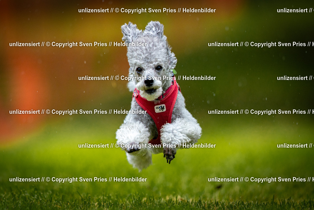 Sven Pries | 2025-09-21 - Hunderennen Baden-Oos - Realisiert mit Pictrs.com