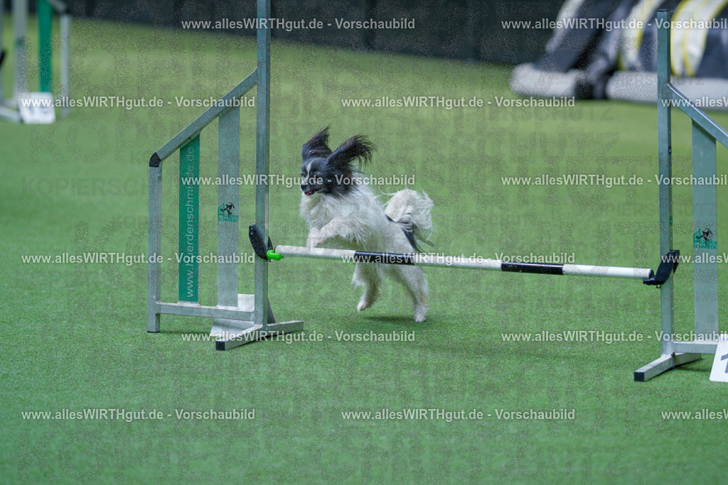 @allesWIRTHgut_Tierfotografie - www.allesWIRTHgut.de - 2604261444-7R503544 | Professionelle Tierfotografie in Mönchengladbach von Daniel Wirth (allesWIRTHgut). Liebevolle & natürliche Bilder von Hunden & Katzen für unvergessliche Erinnerungen.
