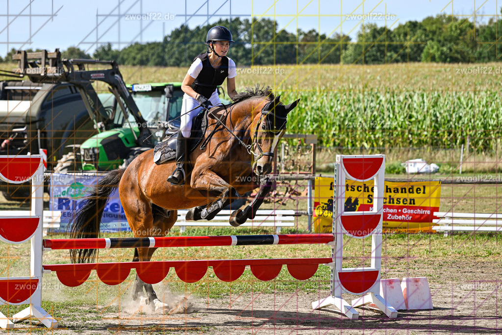 30 Jahre RFV Pulsnitz e.V., Pulsnitz am 09.08.2026 | Zur 28. breitensportlichen Veranstaltung des RFV Pulsnitz e.V. fanden verschiedene Wettbewerbe in nahezu allen Disziplinen des Pferdesport statt. - 06 Standard-Spring-Wettbewerb - Realisiert mit Pictrs.com