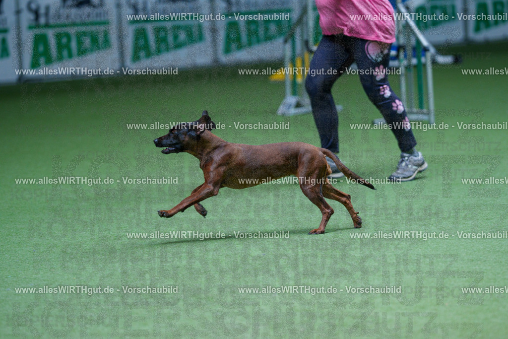 @allesWIRTHgut_Tierfotografie - www.allesWIRTHgut.de - 2604251236-7R502197 | Professionelle Tierfotografie in Mönchengladbach von Daniel Wirth (allesWIRTHgut). Liebevolle & natürliche Bilder von Hunden & Katzen für unvergessliche Erinnerungen.