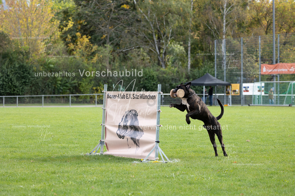_16A6722 | Einzigartige Fotos von Hunden & Menschen –Actionfotos, Portraits, Vereinsaufnahmen & Paarshootings – authentisch, lebendig & mit Herz.