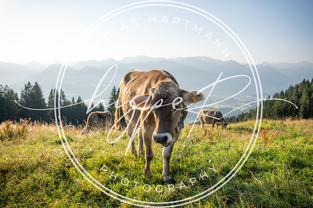 THA04943 | Hier findet ihr Bildergalerien & Fotos von Sportveranstaltungen & Events im Allgäu und Umgebung. 