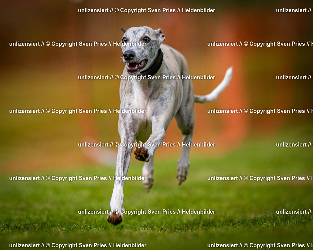 Sven Pries | 2024-09-22 - Hunderennen Baden-BadenPudelverein - Realisiert mit Pictrs.com