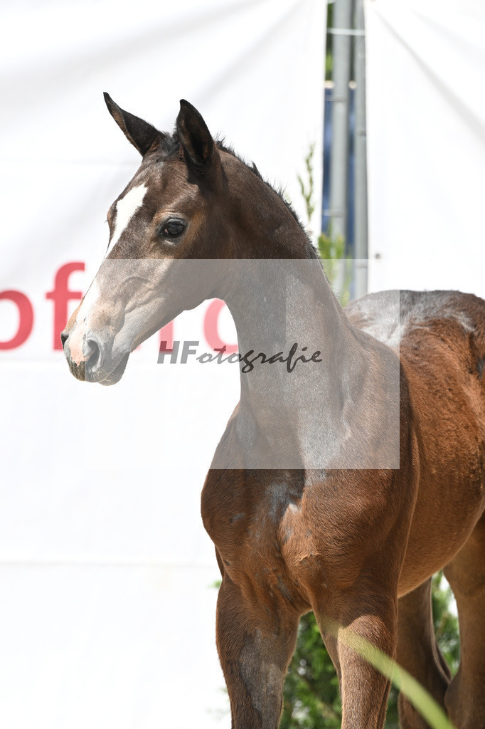 Cornets Balou x Casall_Gross_12250704 | hf-fotografie - Realisiert mit Pictrs.com