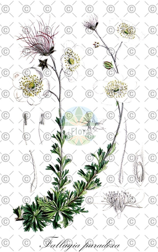 HistAbb_EMP_7000467_1_SIMPLE | Historische Abbildung von Fallugia paradoxa - Rosaceae | Historical Illustration of Fallugia paradoxa - Rosaceae