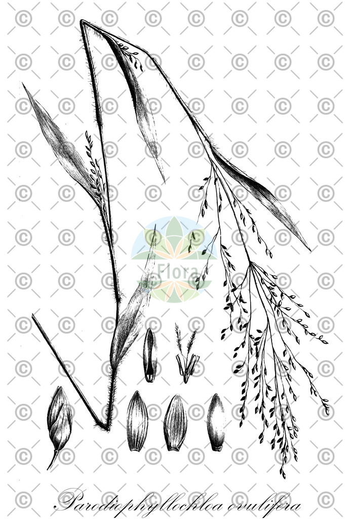 HistAbb_wfo-0000467450_1_ENZY_Simple | Historische Abbildung von Parodiophyllochloa ovulifera - Poaceae | Historical Illustration of Parodiophyllochloa ovulifera - Poaceae