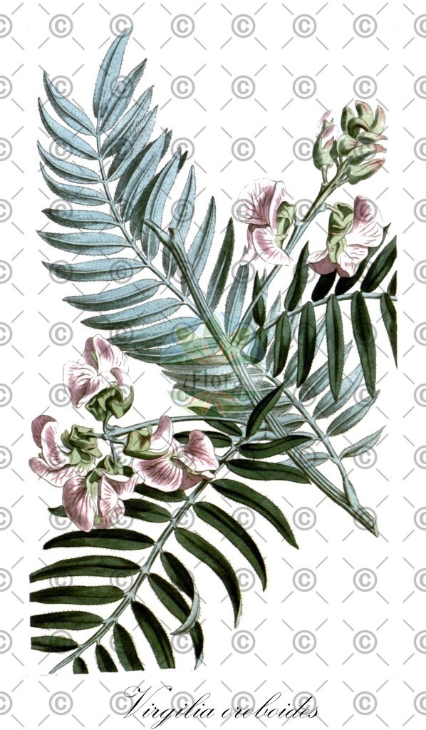 HistAbb_EMP_25275_SRC_Schlechtendal_FLORAD_SIMPLE | Historische Abbildung von Virgilia oroboides - Fabaceae | Historical Illustration of Virgilia oroboides - Fabaceae