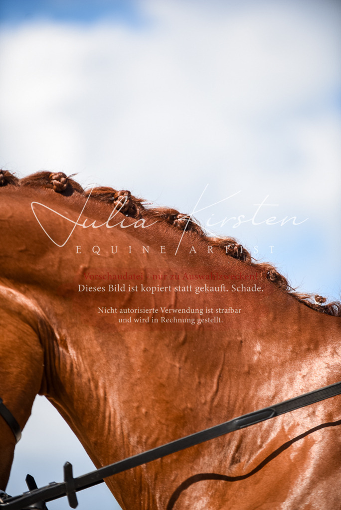 DSC_9520 | Pferde- und Turnierfotografie in Westsachsen. Pferdeportraits, Auftragszeichnungen und intuitive Kunst.