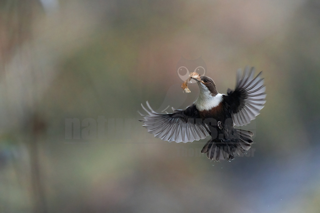 R6NF8023_20250316 | Die Wasseramsel ist stark an Gewässer gebunden und der einzige einheimische Singvogel, der tauchen und schwimmen kann. Ihr überwiegend braunes Gefieder ist sehr dicht und somit perfekt an die aquatische Lebensweise angepasst. Sie brütet vor allem in Mittel- bis Süddeutschland in der Nähe von geröllreichen, schnell fließenden Bächen und Flüssen im Wald- und Bergland.

 - Realisiert mit Pictrs.com