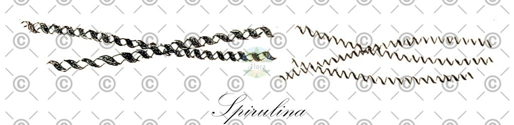 HistAbb_wfo-0001190447_1_ENZY_Simple | Historische Abbildung von Spirulina - Oscillatoriaceae (0) | Historical Illustration of Spirulina - Oscillatoriaceae (0)