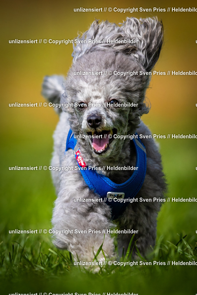 Sven Pries | 2025-04-13 - Hunderennen Baden-Baden - Realisiert mit Pictrs.com