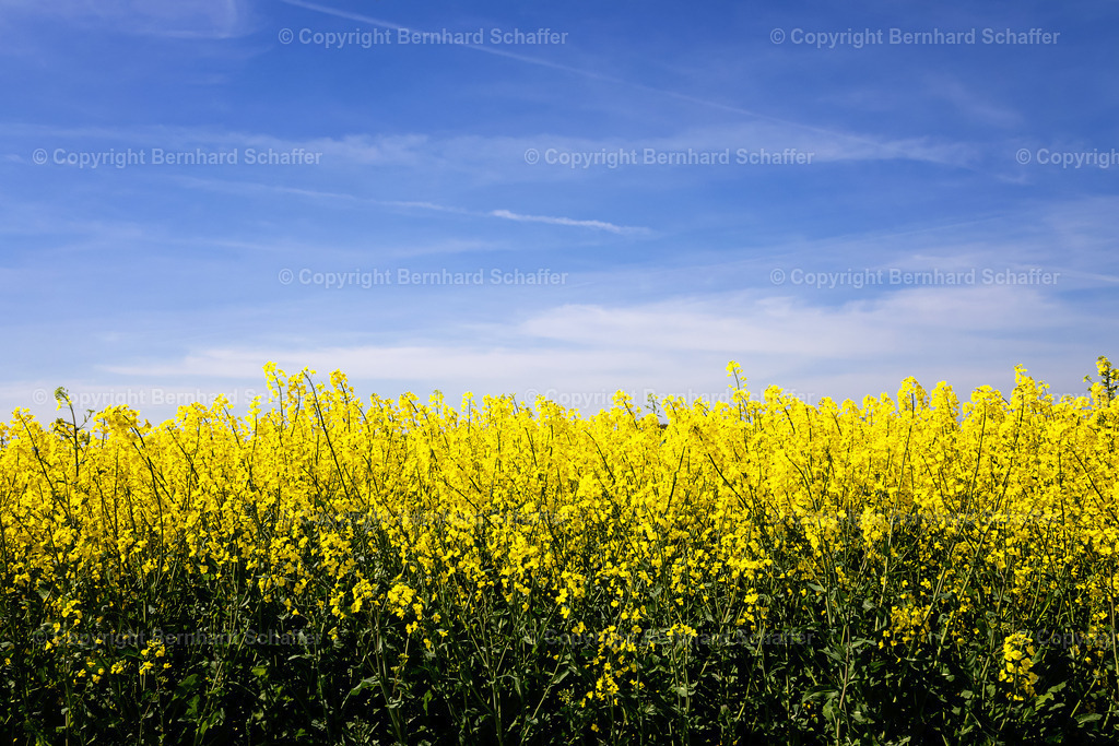 Blühender Raps | Blühende Rapspflanzen auf einem Rapsfeld. - Realisiert mit Pictrs.com