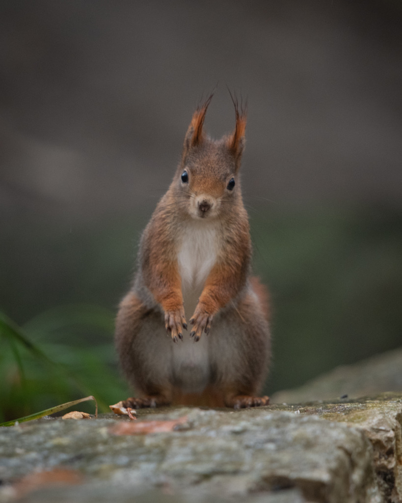 Eichhörnchen | Im Herbst sucht dieses Eichhörnchen nach Futter für den Winter. 
