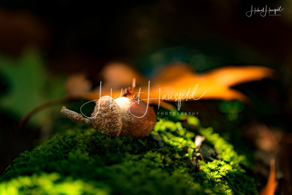 DSC03355 | Landschaftsfotografie, Naturfotografie - Realisiert mit Pictrs.com