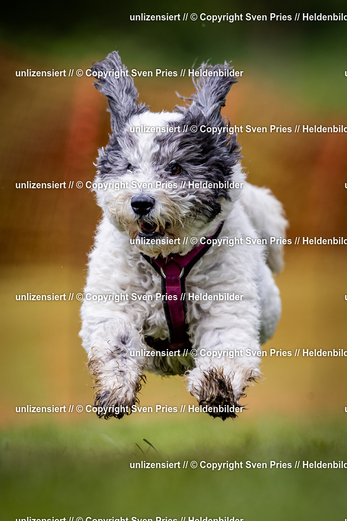 Sven Pries | 2024-04-21 - Hunderennen Baden-Oos
Foto: Sven Pries - Realisiert mit Pictrs.com