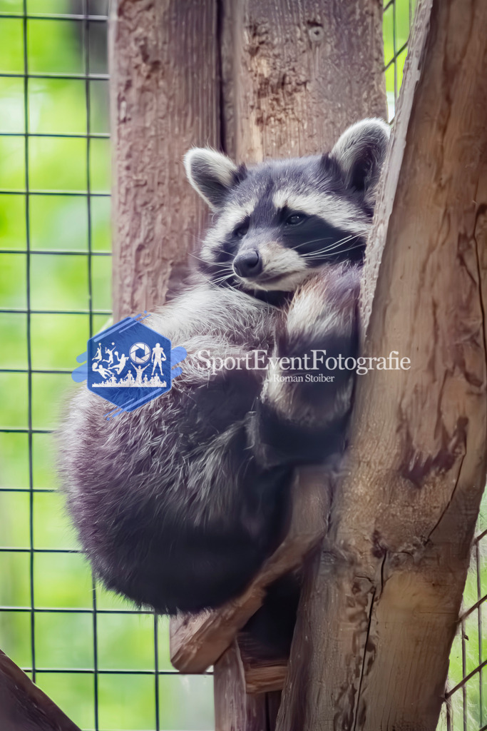 IMG_2869 | SportEventFotografie - Roman Stoiber