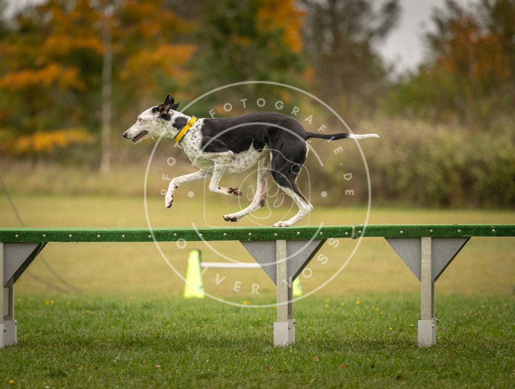 Pfotenfotografie_DV3A7260 | Hundefotografie, Tierfotograf, Pfotenfotografie, Fotoshooting Hund, Hunde Portrait, Hundesport, Hundeportraits, Heideshooting, Hunde, Sportfotograf, Hundefotograf, Turnierhundsport, THS,  - Realisiert mit Pictrs.com