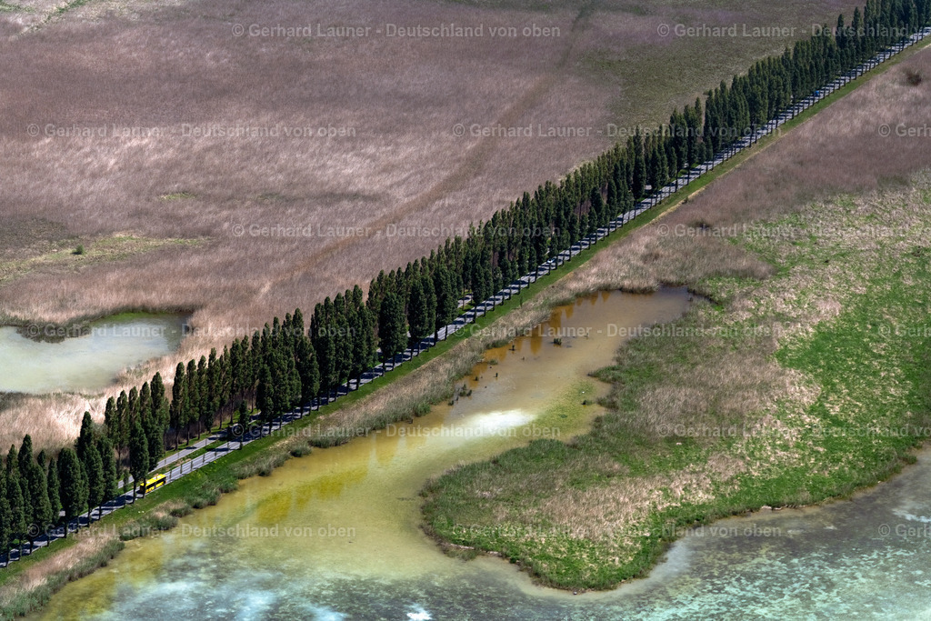 4027079 | REICHENAU 17.05.2020 Pappelalle an der Landstraße Pirminstraße am Wollmatinger Ried im Gebiet Untersee - Gnadensee im Verlauf des Waldgebietes in Reichenau im Bundesland Baden-Württemberg, Deutschland. // Country road Pirminstrasse on Wollmatinger Ried in Gebiet Untersee - Gnadensee in the course of the forest area in Reichenau in the state Baden-Wuerttemberg, Germany. Foto: Gerhard Launer