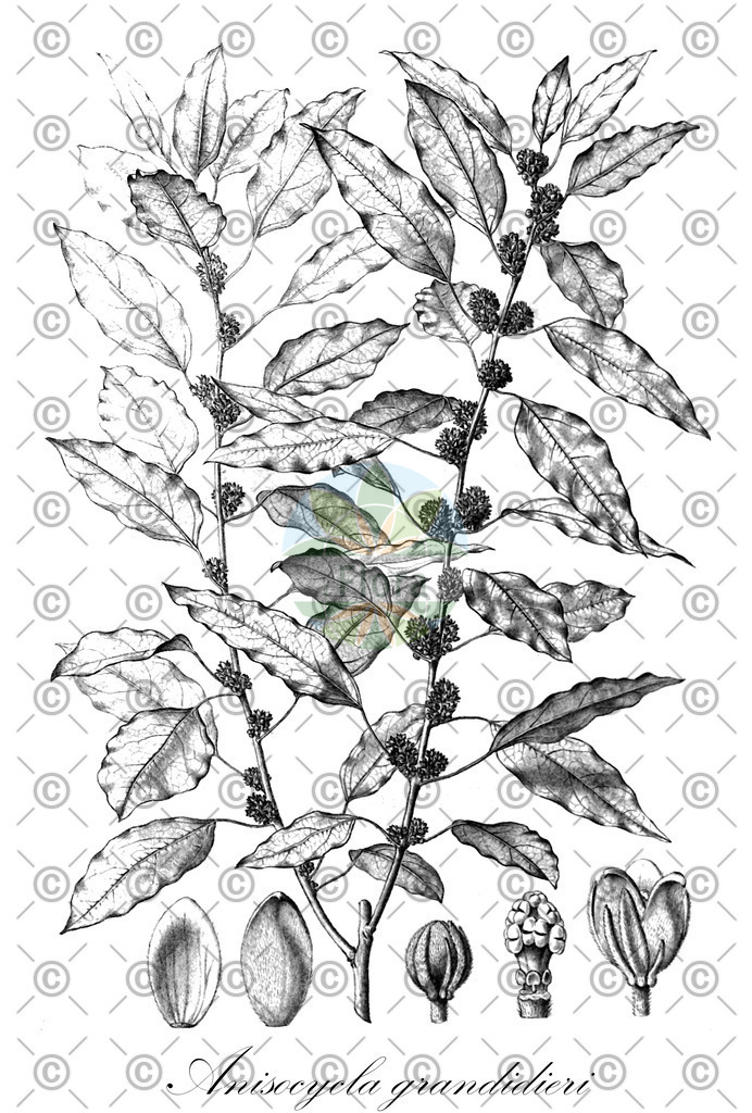 HistAbb_wfo-0000537251_1_ENZY_Simple | Historische Abbildung von Anisocycla grandidieri - Menispermaceae | Historical Illustration of Anisocycla grandidieri - Menispermaceae