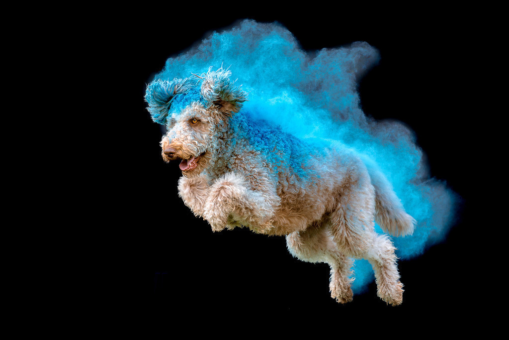 allesWIRTHgut Tierfotografie - 7IV09131-Verbessert-RR-2 | Professionelle Tierfotografie in Mönchengladbach von Daniel Wirth (allesWIRTHgut). Liebevolle & natürliche Bilder von Hunden & Katzen für unvergessliche Erinnerungen.